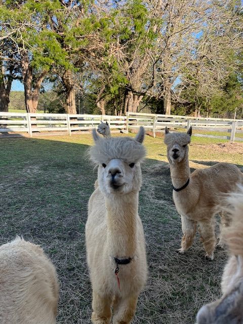 Alpacas looking toward the camera