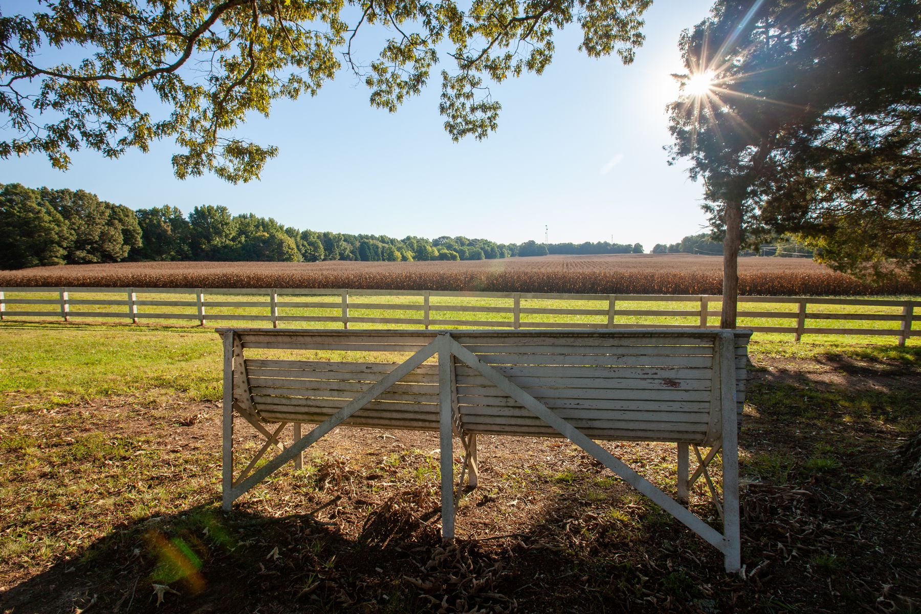 Sunlight across the paddock fence