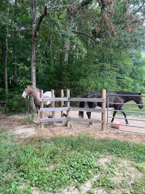 Horses beside the wooded paddock at Woodlawn