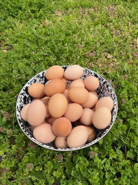 Fresh eggs gathered at Woodlawn