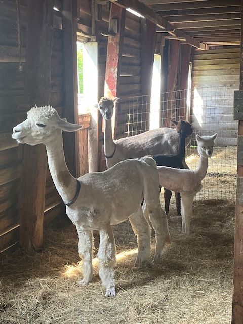 Alpacas inside the Woodlawn barn