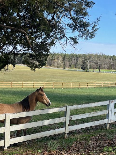 A horse beside the white pasture fence