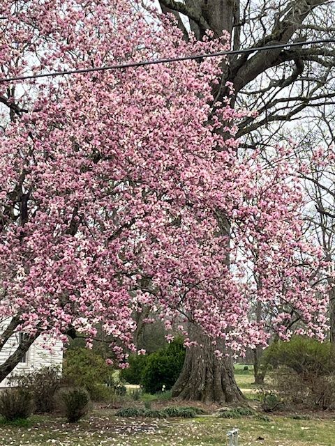 Pink spring blossoms at Woodlawn