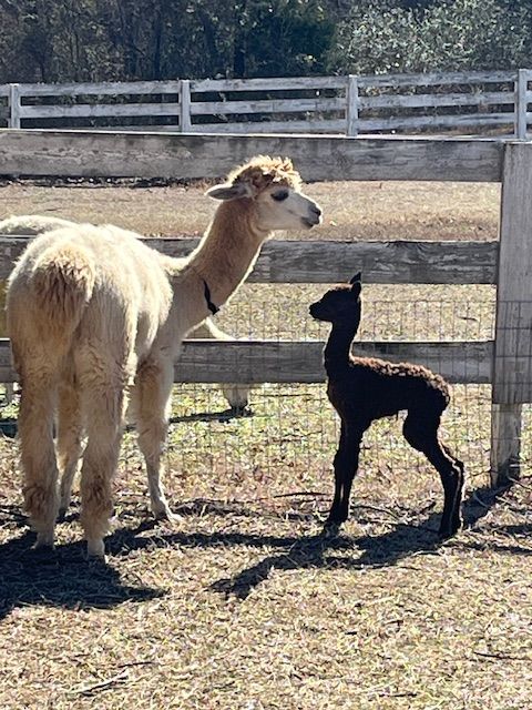 An alpaca and cria in the paddock