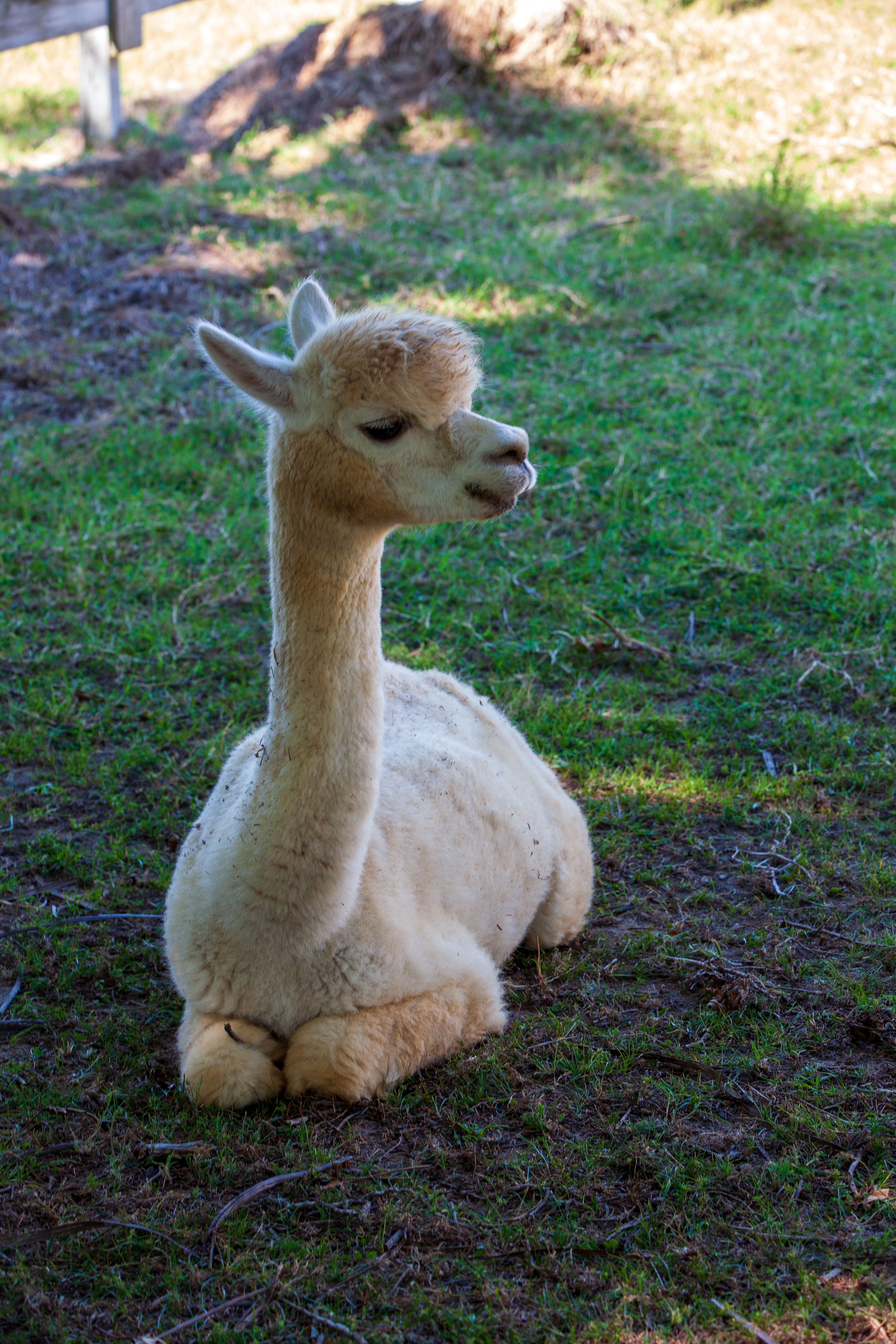 An alpaca resting on the grounds