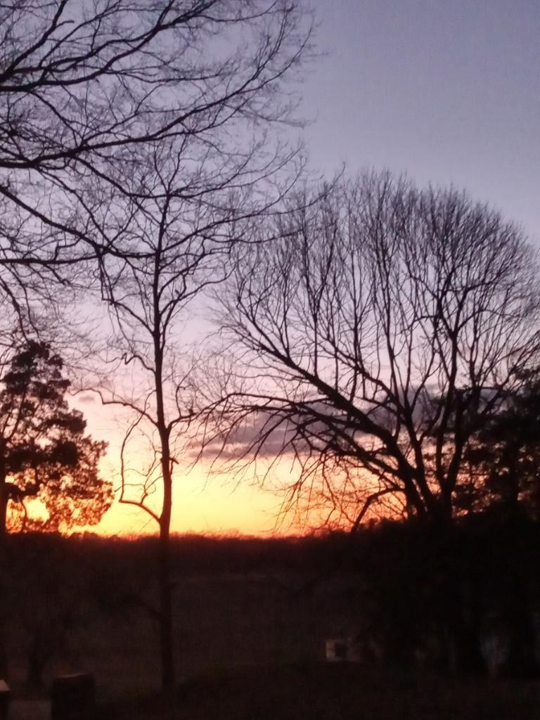 Sunset through the trees at Woodlawn
