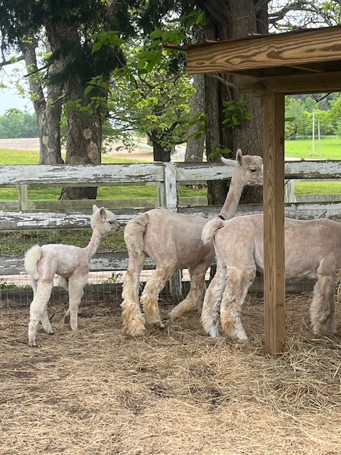 Alpacas beside a paddock fence
