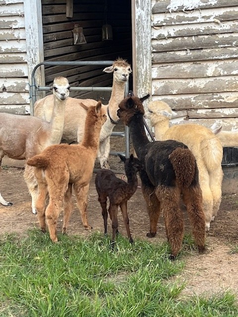 Alpacas outside the barn