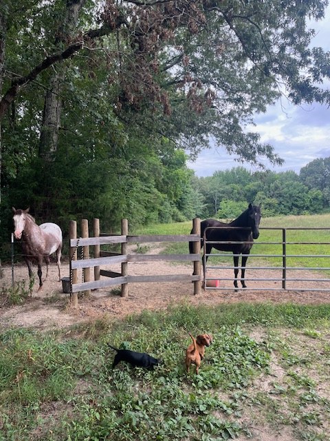 Horses in a wooded paddock