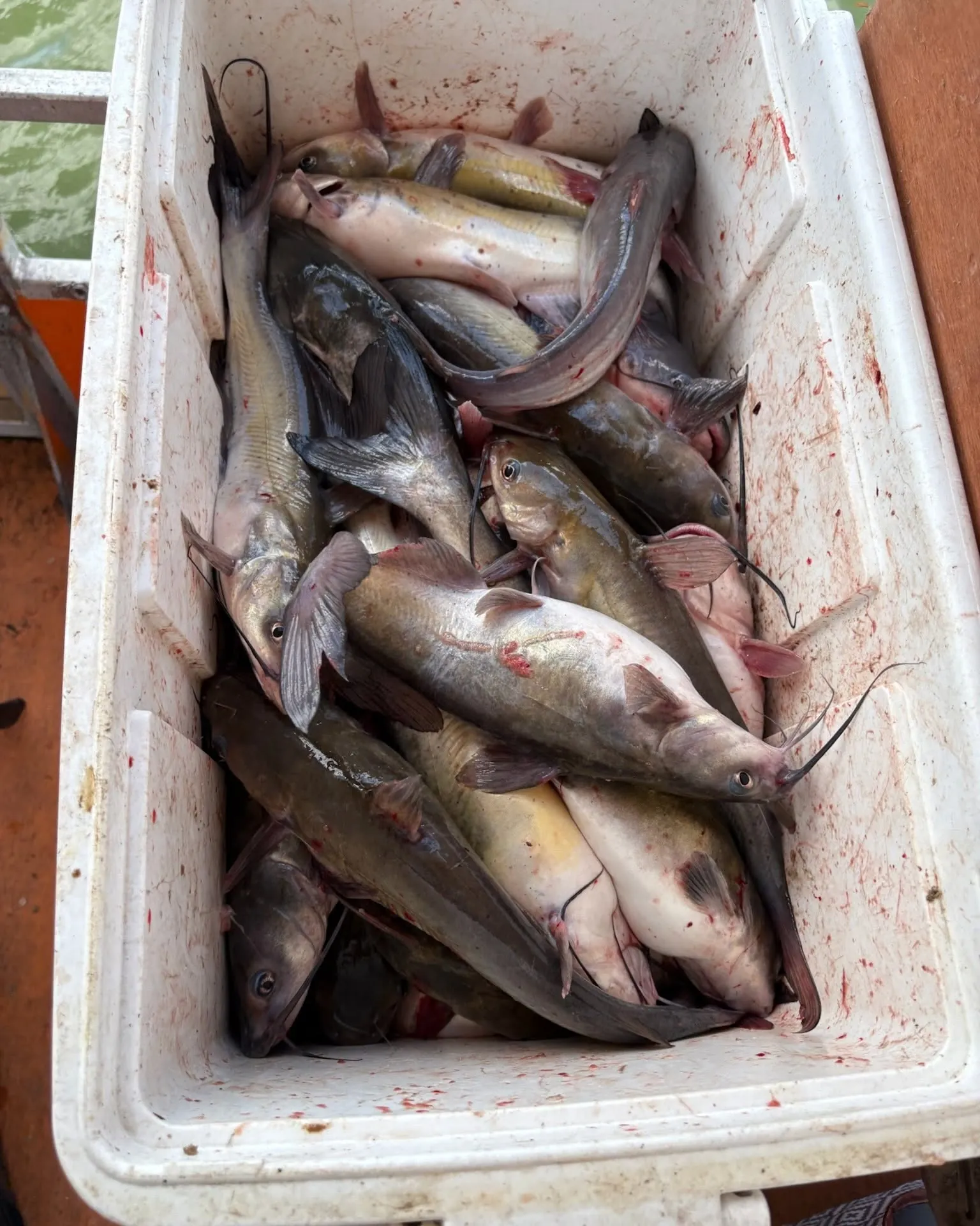 Cooler filled with fish from a Lake Conroe fishing trip. Lake Conroe Fishing Guide - Billy Mills
