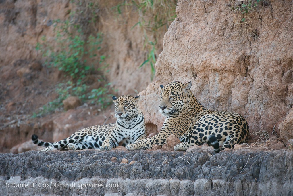2015 Brazil Pantanal Jaguar Wildlife Photo Expedition photography, photo 1