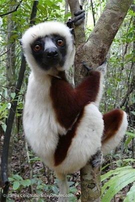 2016 Ultimate Madagascar Photography Tour II photography, photo 1