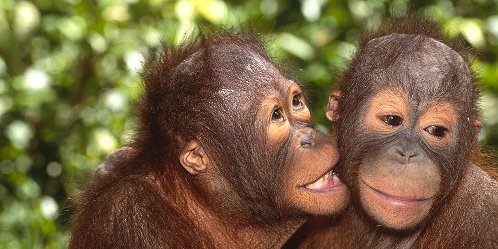 2026 Orangutans, Dragons, and Temples Photography Tour photography
