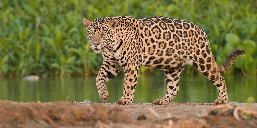 2023 Brazil Pantanal Jaguar Wildlife Photo Expedition I photography