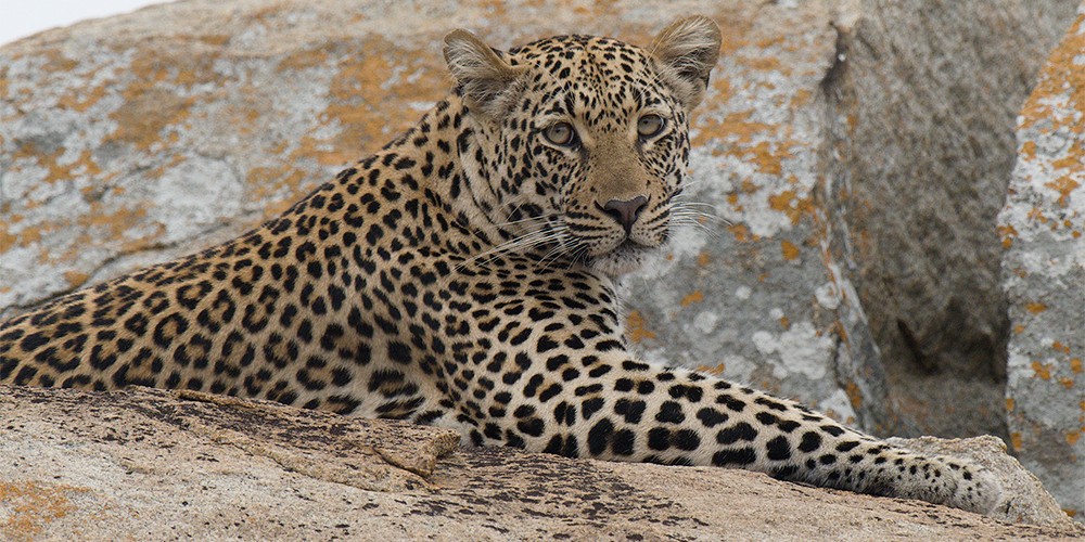2024 South Africa Ultimate Cat NE Explorer Reunion I photography