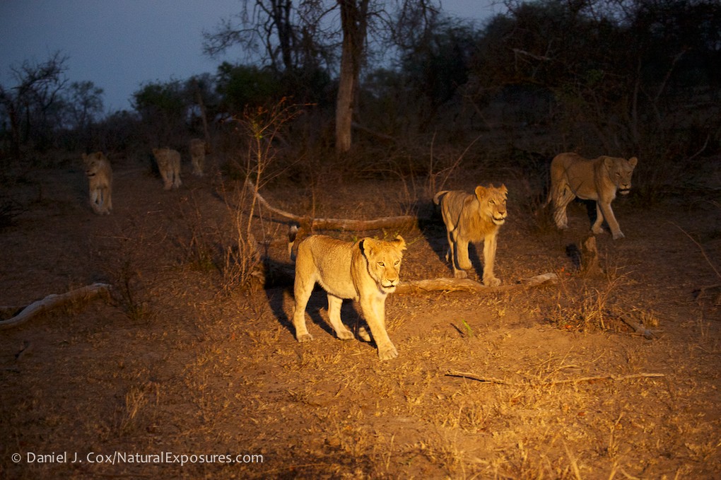 2017 South Africa Ultimate Cat Experience photography, photo 1