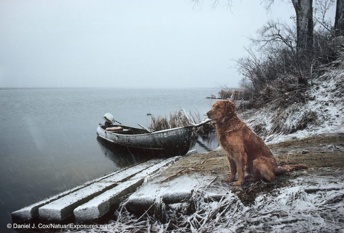 Brandy, the families golden retriever sitting on the banks of the Missouri River after a duck hunt in South Dakota. We had a very unproductive hunt and I named this print Empty Skies as Brandy looked out over the river hoping for a change in luck.