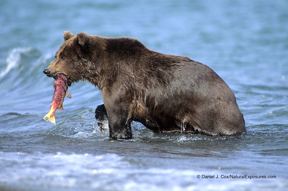 Brown Bears Alaska Bush Plane Adventure