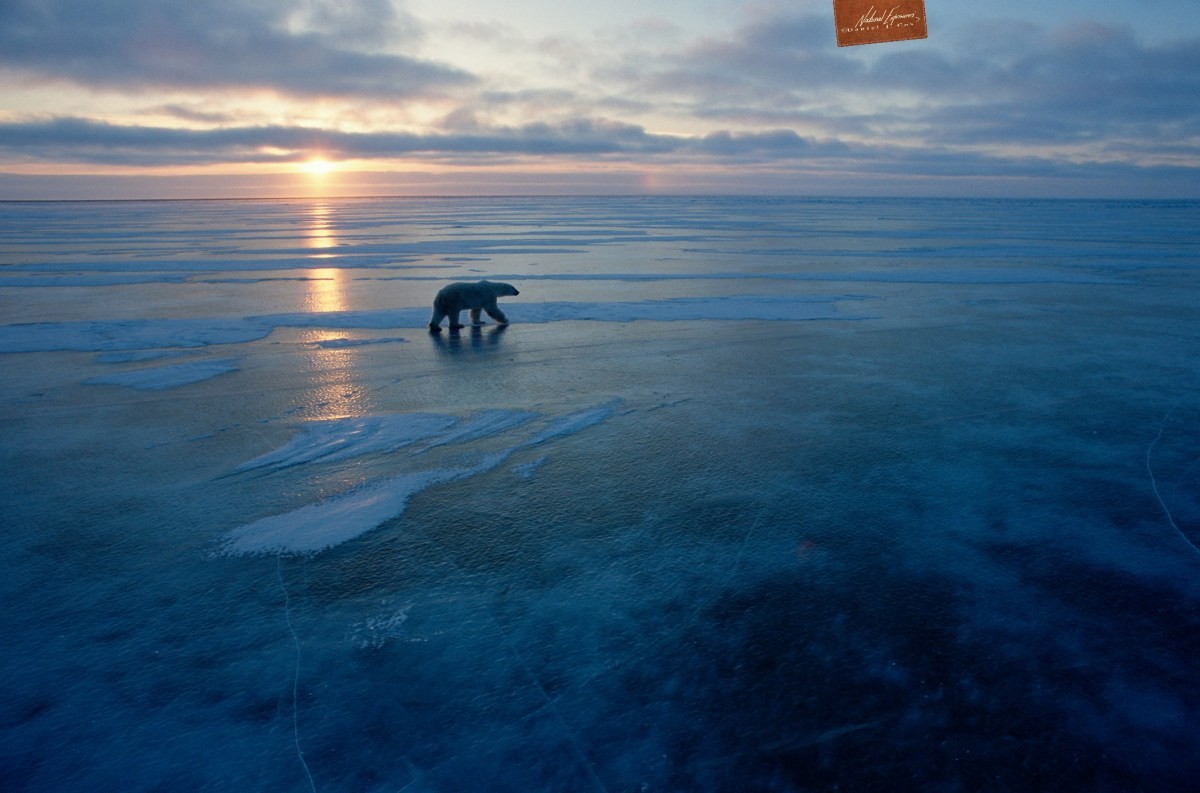 Arctic Sea Ice Day Save Our Sea Ice
