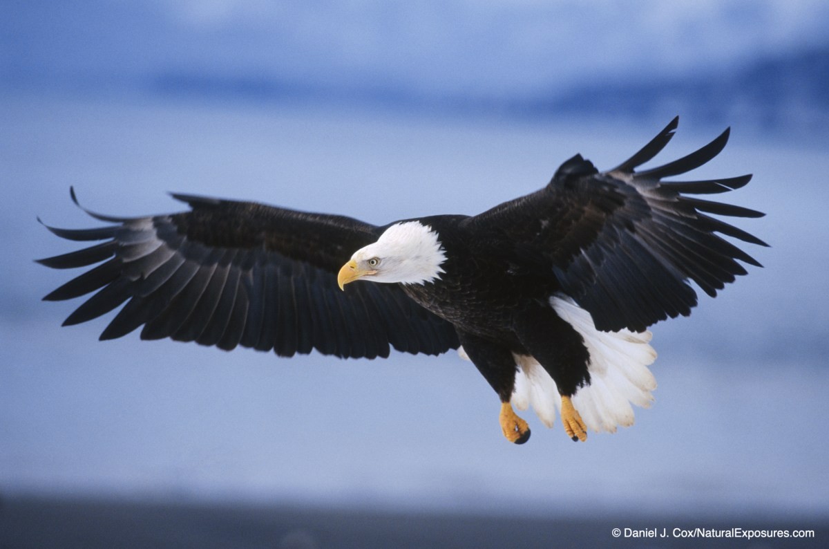 birds in flight