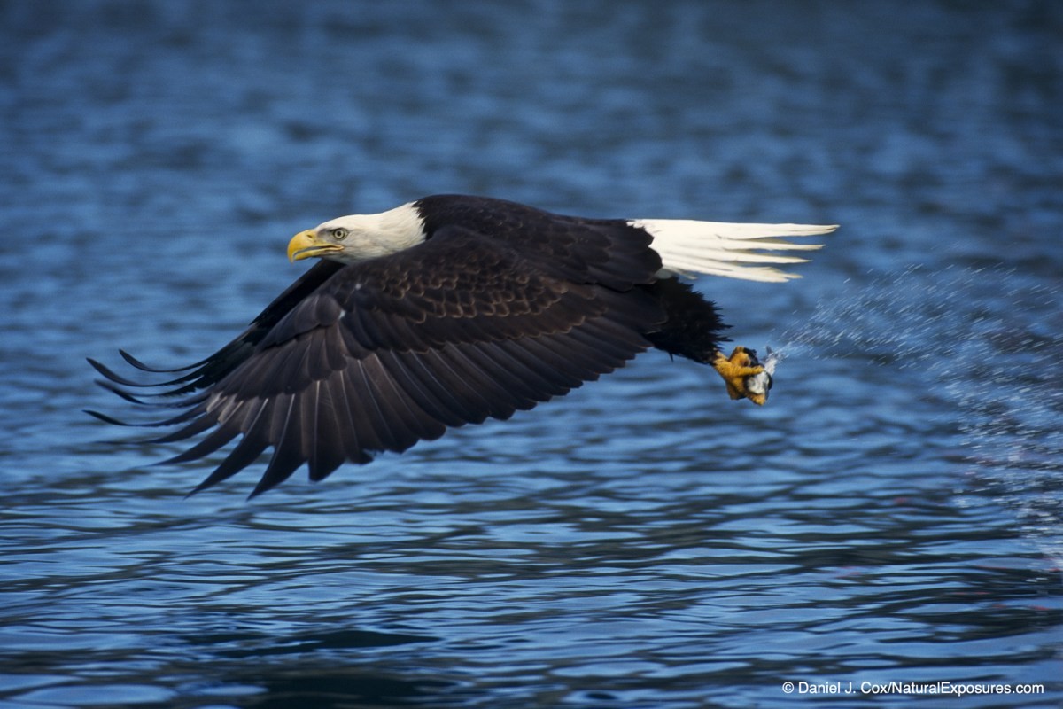 birds in flight