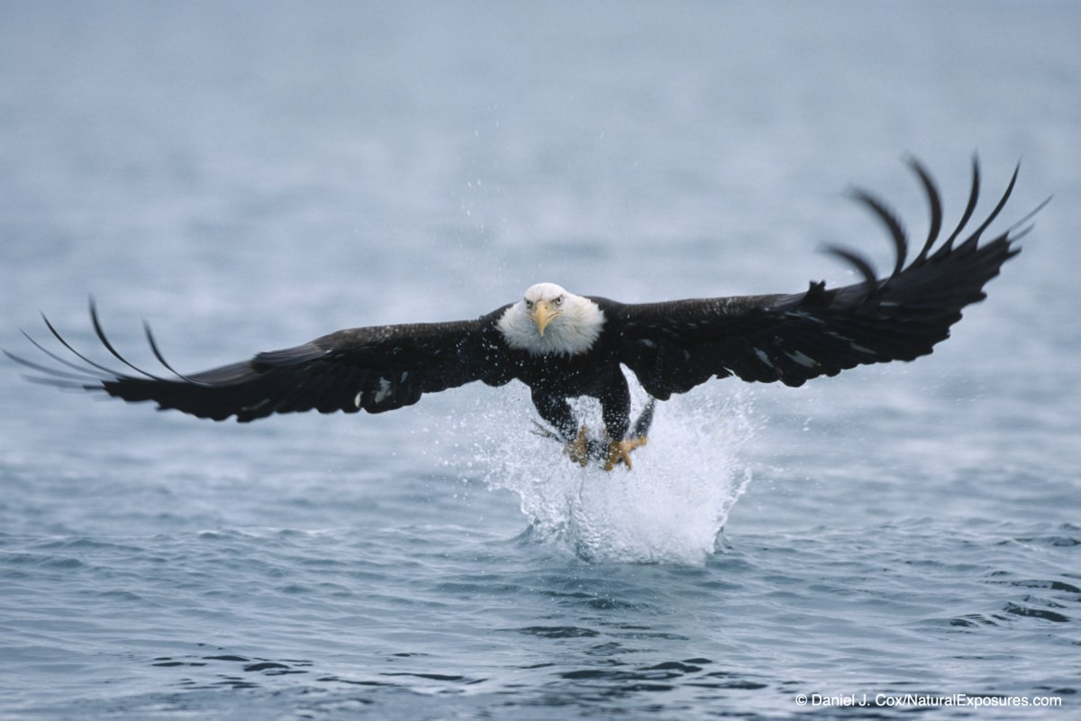 birds in flight
