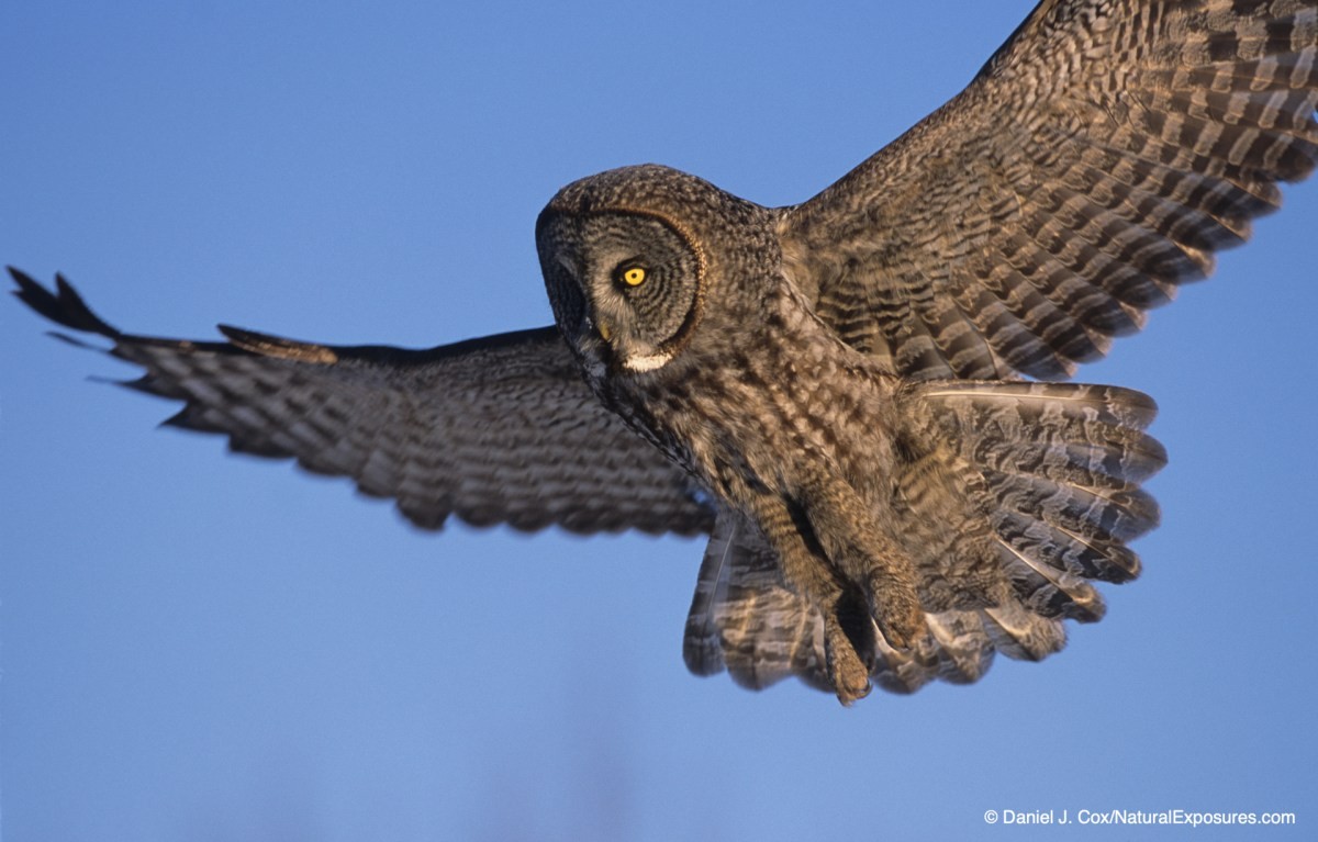 birds in flight