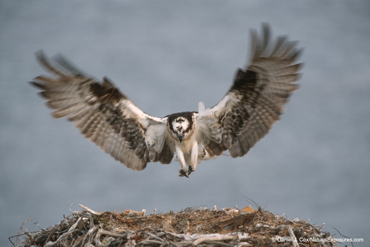 birds in flight