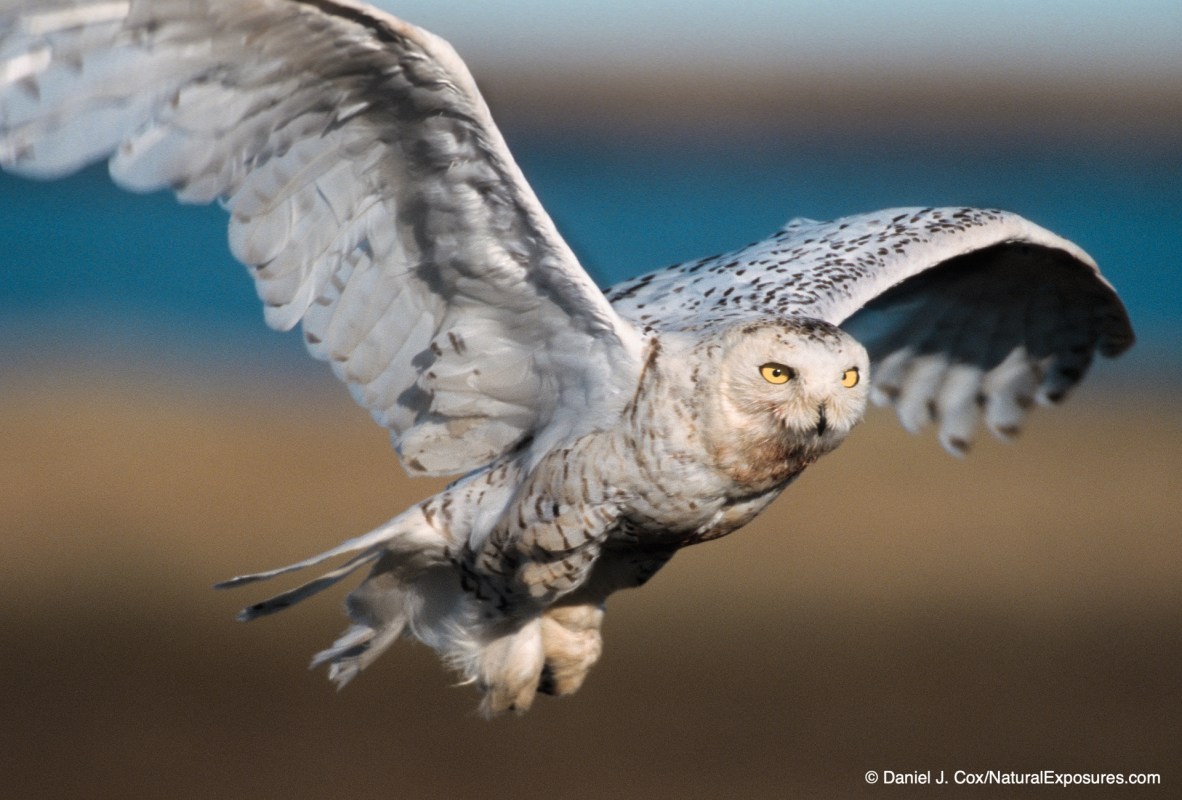 birds in flight