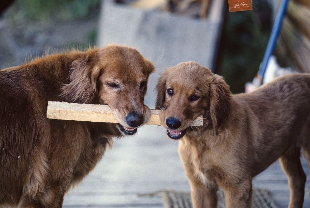 Dog Smart