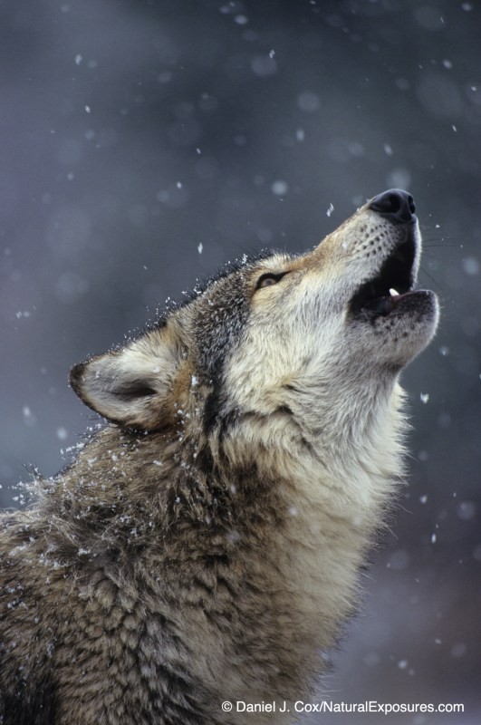 Wolf howling against the dark pines of SW Montana with falling snow. 