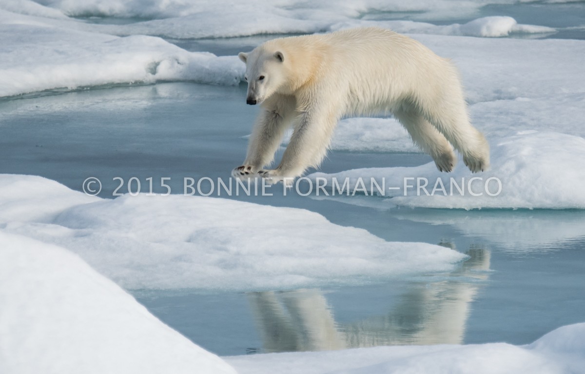 Bonnie’s Polar Bear Photo Wins Silver!