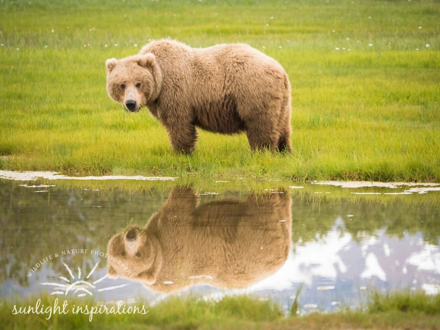 Christine Crosby brown bear image