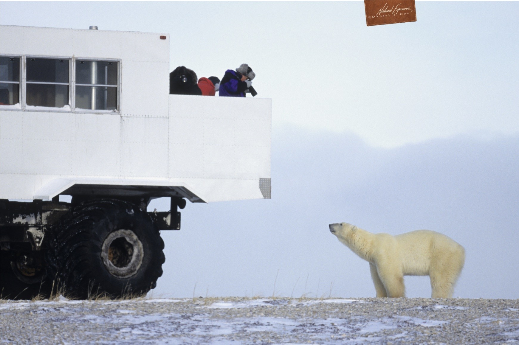 This is an image of a person on a thunder buggy looking down on a polar bear and taking its picture