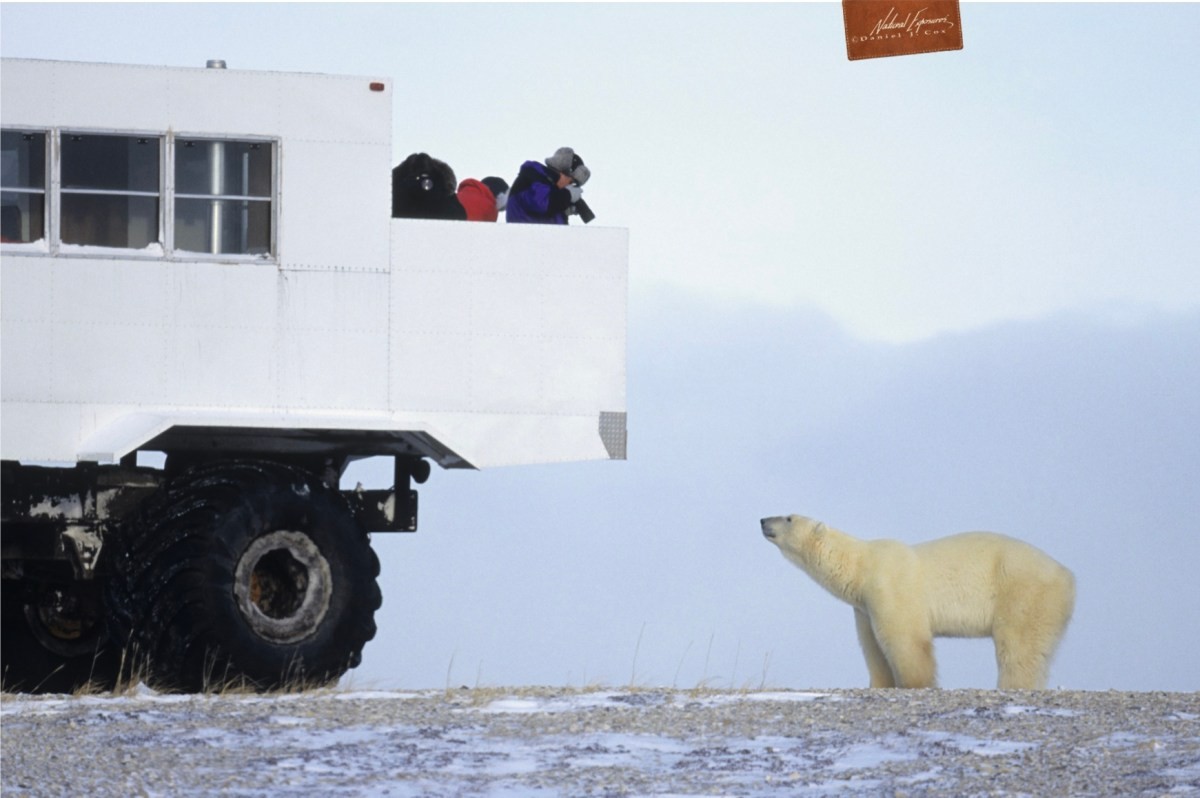 How to photograph polar bears from a thunder buggy, white furry animals