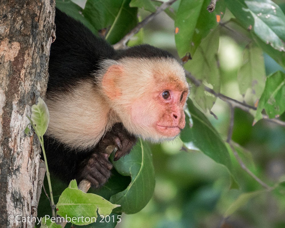 Capuchin monkey, Manuel Antonio National Park