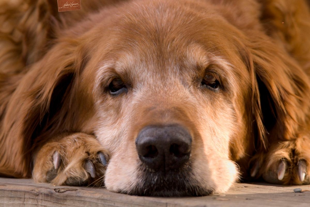 Bridger, golden retriever
