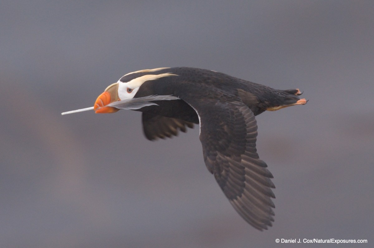 birds in flight