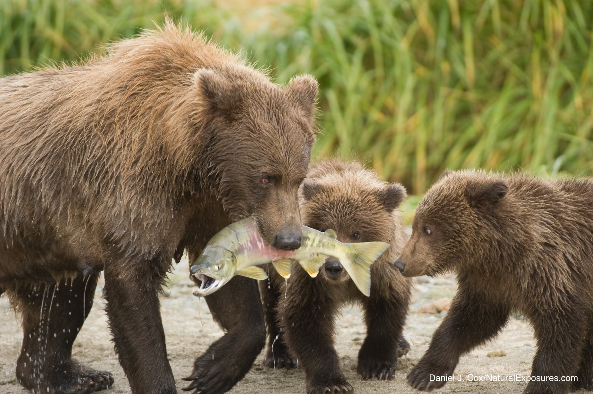 Cameras With A Cause: Pebble Mine Alaska