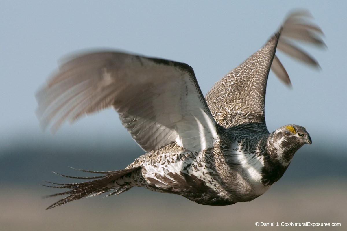 birds in flight