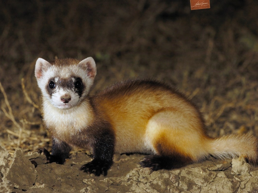 Endangred Species Act Proposed Language Change