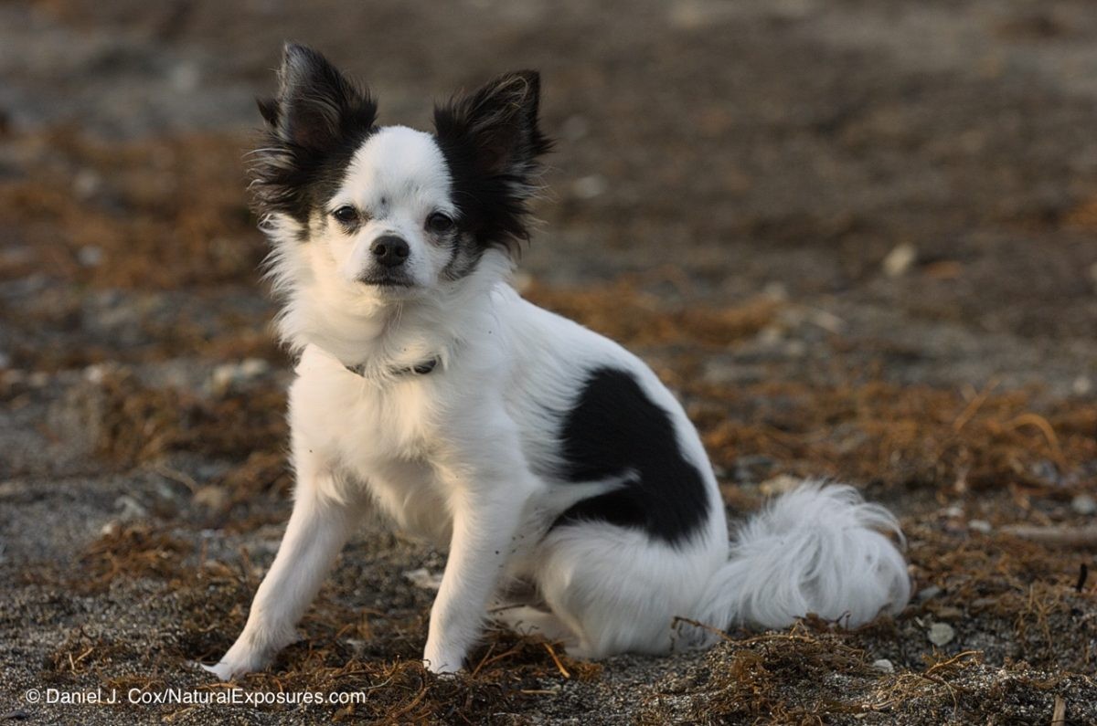 My little buddy Dice the South American Pygmy Wolf on the shores of Lake Yellowstone.