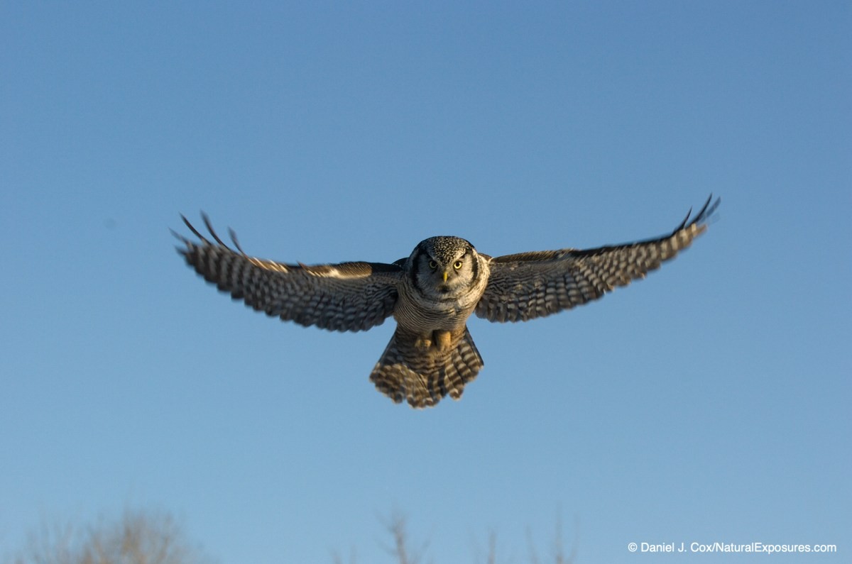 birds in flight