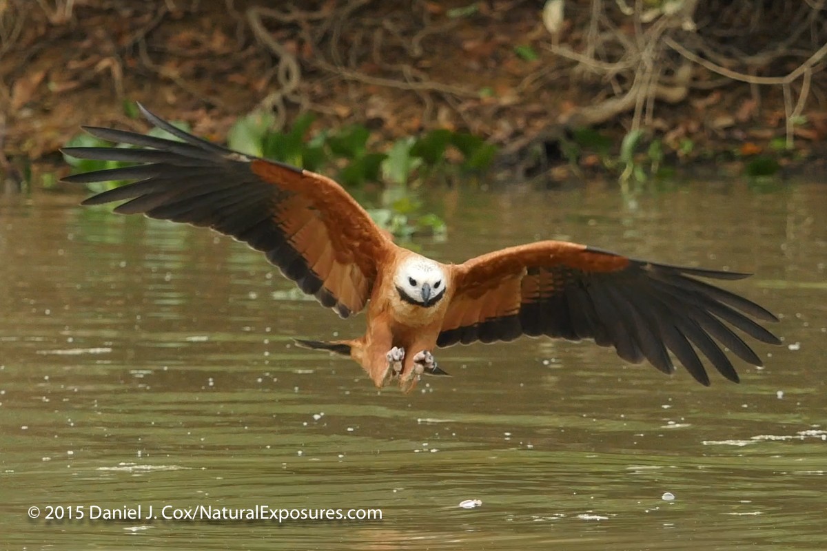 GX8 & OM-D EM-1 Image Stabilization Question from Ray Hirsch
