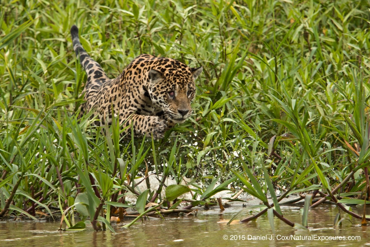 Jaguar at the start of an attack on a Caiman. Pantanal, Brazil.