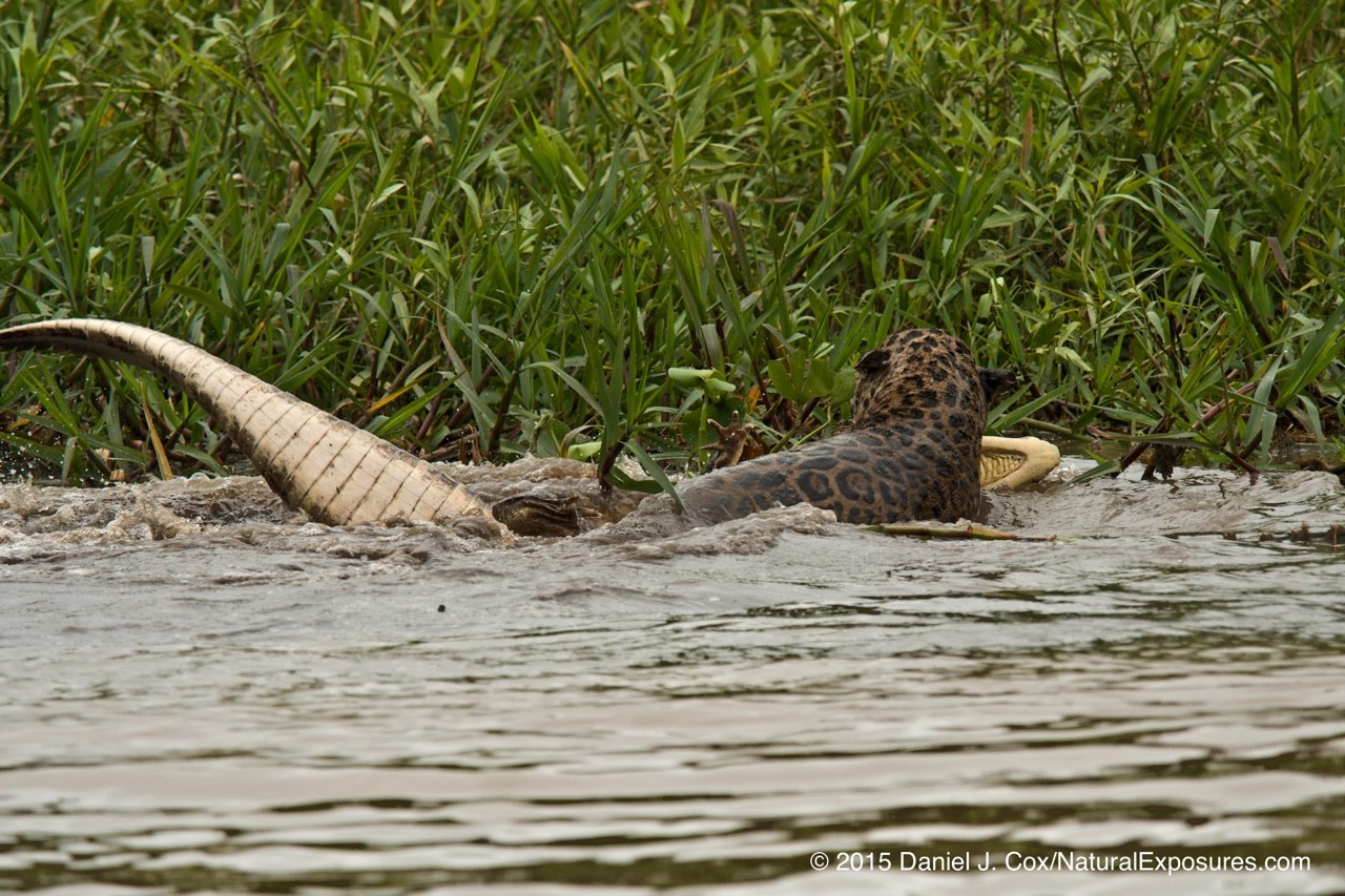 This massive cat grabs its prey and begins to haul it out of the river. Lumix GX8 with Olympus 40-150mm F/2.8 and 1.4X teleconverter.