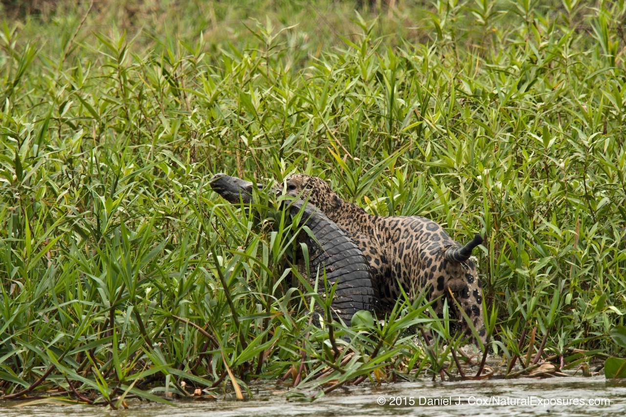 Unfortunately for the caiman it's his last day on the banks of the river. Pantanal, Brazil. Lumix GX8 with Olympus 40-150mm F/2.8 and 1.4X teleconverter.