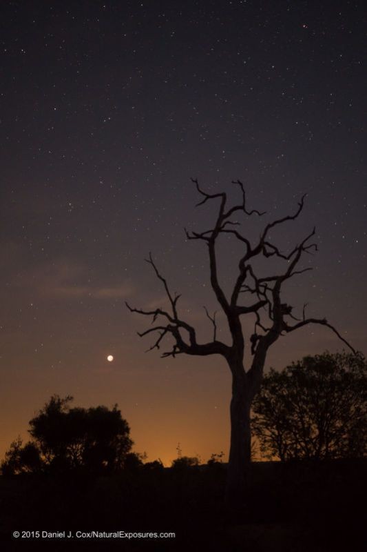 Don't forget vertices. The Blood Moon rises over the Londolozi landscape in South Africa. Lumix GX8 with 15mm Leica Summilux F/1.7 ISO 800