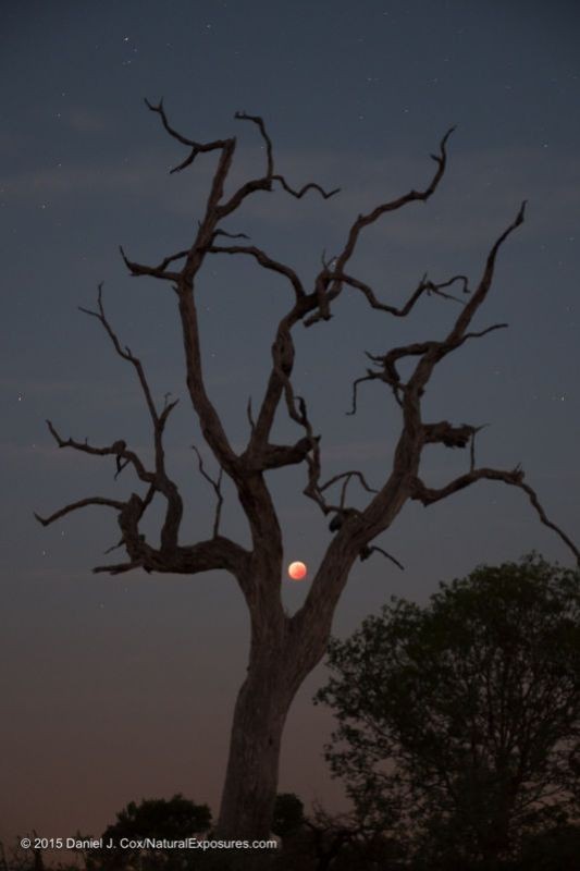This image was shot at nearly 70mm with Lumix Vario 12-35mm F/2.8. It does not have the depth of field I would like, since the trees are a bit soft and the moon is fine. That's onoe of the downsides to shooting a longer lens. Lumix GX8 with 12-35mm F/2.8 ISO 800