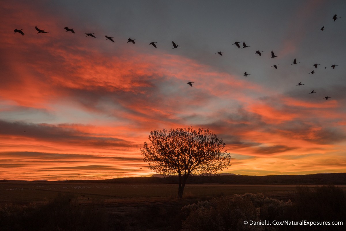 Sandhill cranes in flight against a beautiful sunset at Bosque Del Apache NWR. New Mexico. Lumix GX8 with 12-35mm F/2.8 ISO200